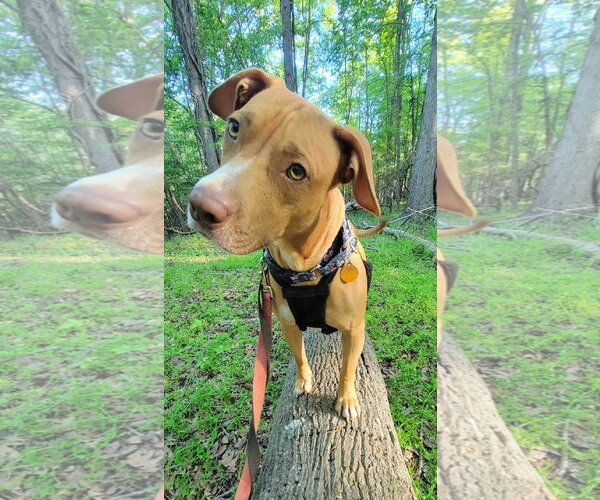 Medium Photo #4 American Staffordshire Terrier-Unknown Mix Puppy For Sale in Arlington, VA, USA