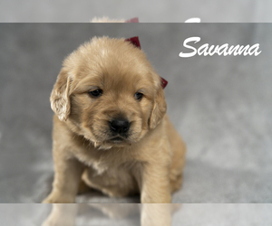 Golden Retriever Puppy for sale in RIVERTON, UT, USA