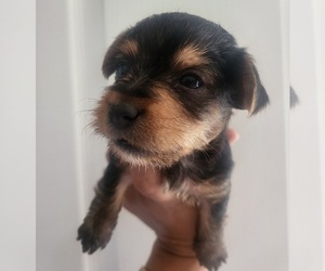 Yorkshire Terrier Puppy for sale in PLACITAS, NM, USA