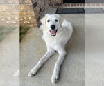 Small #7 Great Pyrenees