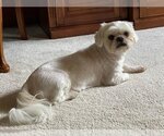 Small Photo #1 Shih Tzu-Unknown Mix Puppy For Sale in Crystal , MN, USA