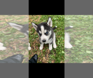 Siberian Husky Puppy for sale in MARION, OH, USA