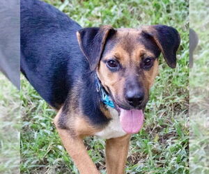 Mutt Dogs for adoption in Canton, CT, USA