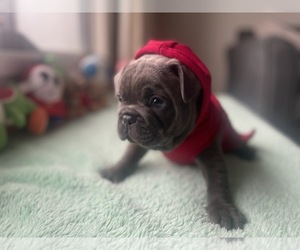 French Bulldog Puppy for sale in MODESTO, CA, USA