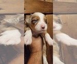 Small Photo #3 Miniature Australian Shepherd Puppy For Sale in PITTSBURG, KS, USA