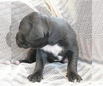 Small Photo #3 American Bully Puppy For Sale in BUFFALO, NY, USA