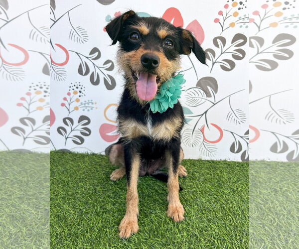 Medium Photo #2 Mutt Puppy For Sale in Corona, CA, USA