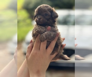 ShihPoo Puppy for Sale in LUDLOW, Massachusetts USA