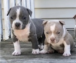 Small Photo #9 American Bully Puppy For Sale in CARY, NC, USA