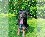 Small #9 German Shepherd Dog