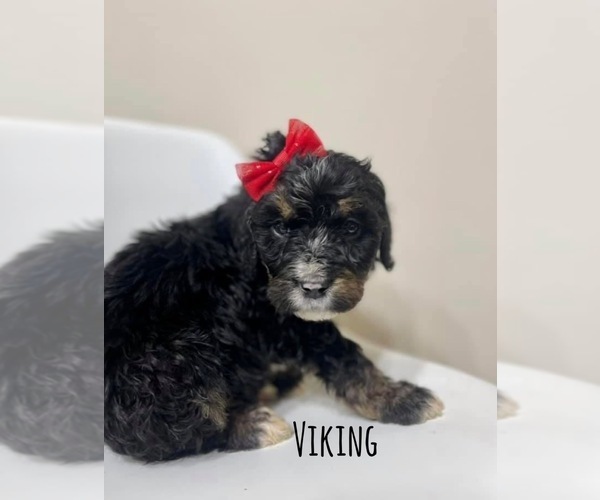 Medium Photo #1 Bernedoodle Puppy For Sale in MACON, IL, USA
