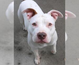 Staffordshire Bull Terrier-Unknown Mix Dogs for adoption in Thief River Falls, MN, USA