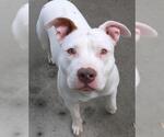 Small Staffordshire Bull Terrier Mix