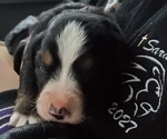 Small #3 Bernese Mountain Dog