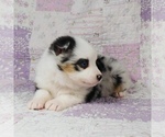 Small Photo #7 Miniature Australian Shepherd Puppy For Sale in HARRISON, OH, USA