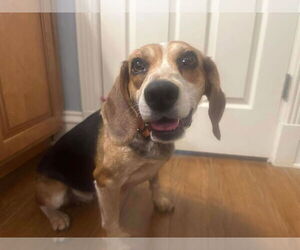Beagle-Unknown Mix Dogs for adoption in Westwood, NJ, USA