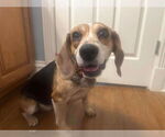 Small Beagle Mix