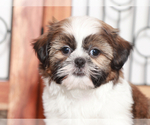 Small #1 Shih-Poo
