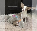 Small Photo #1 Chihuahua Puppy For Sale in HOMERVILLE, GA, USA