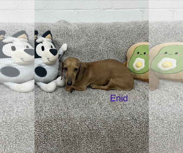 Medium Photo #2 Dachshund Puppy For Sale in York, SC, USA