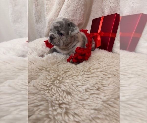 Medium Photo #3 French Bulldog Puppy For Sale in STOCKTON, CA, USA
