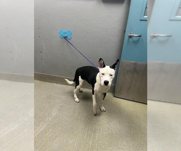 Medium Photo #1 American Pit Bull Terrier-Unknown Mix Puppy For Sale in Las Vegas, NV, USA