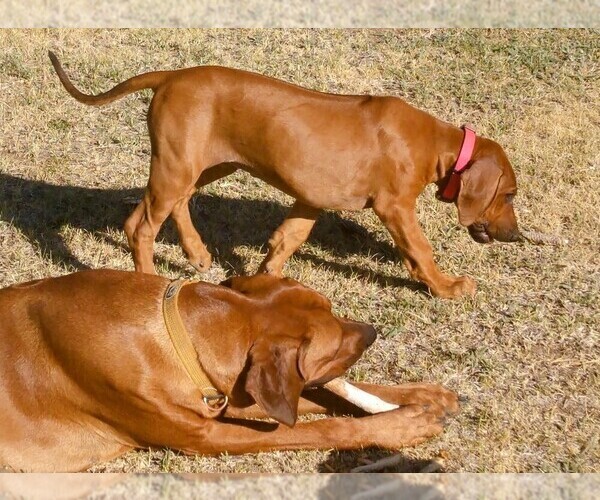 Medium Photo #5 Rhodesian Ridgeback Puppy For Sale in CHILOQUIN, OR, USA