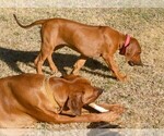 Small Photo #5 Rhodesian Ridgeback Puppy For Sale in CHILOQUIN, OR, USA