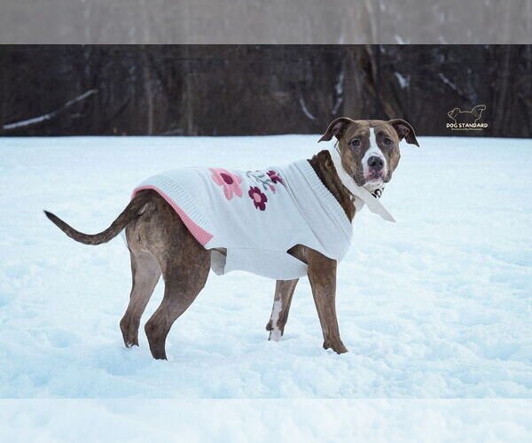 Medium Photo #39 American Pit Bull Terrier-Unknown Mix Puppy For Sale in Boston, MA, USA