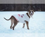 Small #38 American Pit Bull Terrier Mix