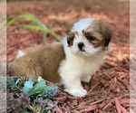 Small Photo #4 Shih Tzu Puppy For Sale in BUFORD, GA, USA