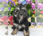 Small Photo #8 Miniature Bernedoodle Puppy For Sale in BULLARD, TX, USA