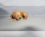Small #9 Golden Retriever