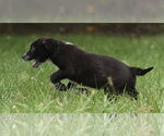 Small #6 Retriever  Mix