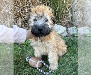 Soft Coated Wheaten Terrier Puppy for sale in MIDDLEBURY, IN, USA