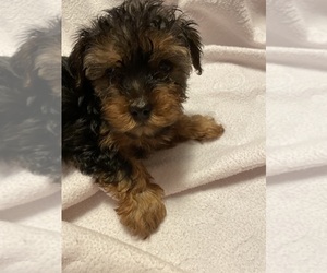 Yorkshire Terrier Puppy for sale in FAYETTEVILLE, NC, USA