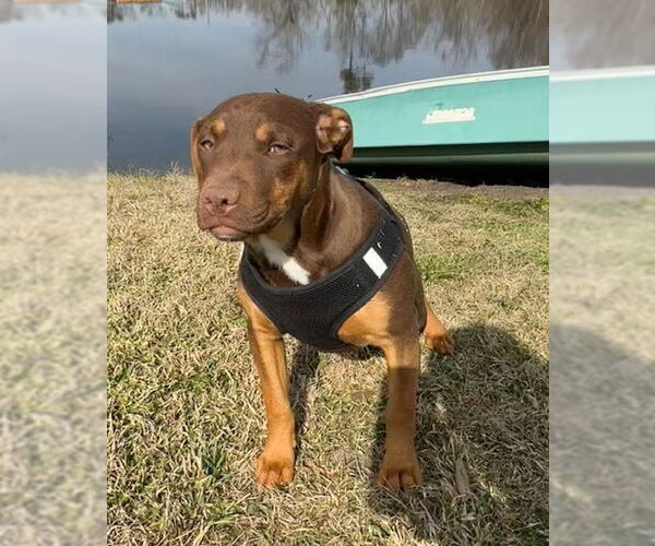 Medium Photo #9 Bulldog-Labrador Retriever Mix Puppy For Sale in Tarrytown, GA, USA