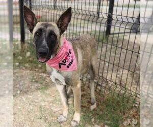 Mutt Dogs for adoption in San Antonio, TX, USA