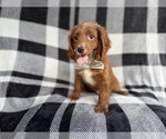 Small #1 Cavapoo (Miniature)