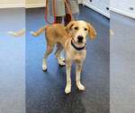 Small Photo #6 Mutt Puppy For Sale in Boonton, NJ, USA