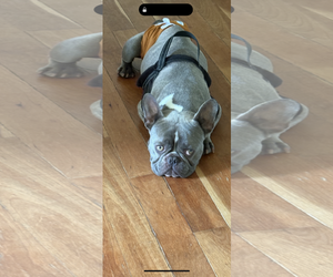 French Bulldog Dogs for adoption in Cuyahoga Falls , OH, USA