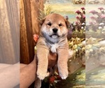 Puppy Picasso Shiba Inu