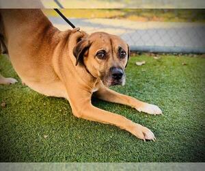 Rhodesian Ridgeback-Unknown Mix Dogs for adoption in Orlando, FL, USA