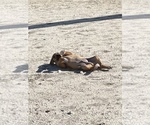 Small Photo #34 Rhodesian Ridgeback Puppy For Sale in MORONGO VALLEY, CA, USA
