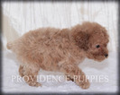 Small #12 Poodle (Miniature)