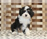 Small #4 Bernedoodle (Miniature)