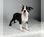 Small Photo #1 Boston Terrier Puppy For Sale in FRANKLIN, IN, USA