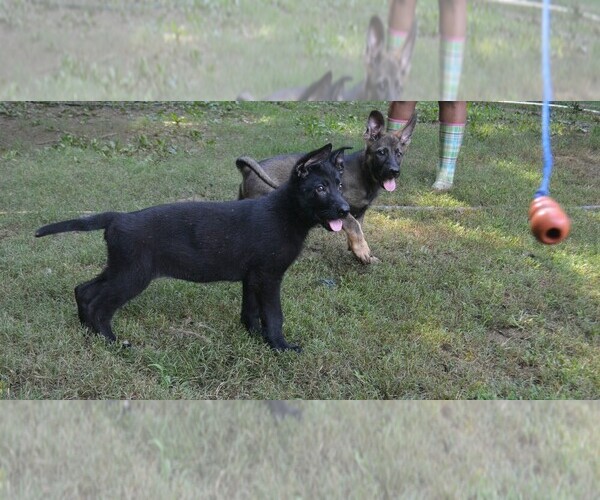 Medium Photo #1 German Shepherd Dog Puppy For Sale in POWDER SPRINGS, GA, USA