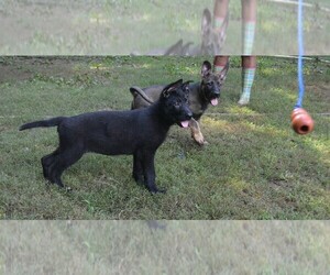 German Shepherd Dog Puppy for sale in POWDER SPRINGS, GA, USA