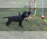 Image preview for Ad Listing. Nickname: inga pups